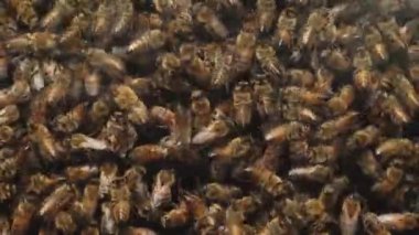 Yoğun bir arı sürüsünün detaylı bir yakın çekimi bir bal peteği üzerinde bir araya geliyor. Görüntü, kovan içinde çalışırken arıların karmaşık aktivitelerini yakalıyor ve karmaşık yapıyı gösteriyor.
