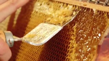 Bal peteğinden bal toplamak için kullanılan metal kazıyıcıyı gösteren yakın plan bir resim. Altın bal ve balmumu ışıkta parlar, bal peteği hücrelerinin dokusunu vurgular..
