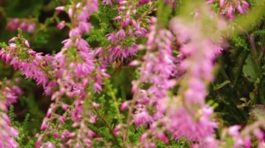 Bitmeyen yeşil dallar arasında dinlenen bir sülünün ayrıntılı bir yakın çekimi, karmaşık tüy desenlerini ve sakin tavırlarını gözler önüne seriyor. Doğal ortam, sahnenin dingin atmosferini artırır..
