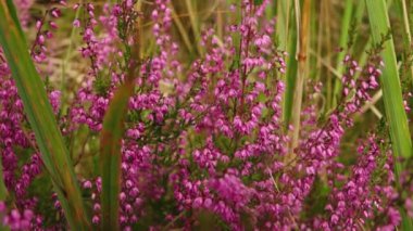 Bitmeyen yeşil dallar arasında dinlenen bir sülünün ayrıntılı bir yakın çekimi, karmaşık tüy desenlerini ve sakin tavırlarını gözler önüne seriyor. Doğal ortam, sahnenin dingin atmosferini artırır..