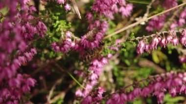 Bitmeyen yeşil dallar arasında dinlenen bir sülünün ayrıntılı bir yakın çekimi, karmaşık tüy desenlerini ve sakin tavırlarını gözler önüne seriyor. Doğal ortam, sahnenin dingin atmosferini artırır..