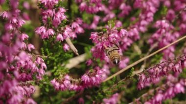 Bitmeyen yeşil dallar arasında dinlenen bir sülünün ayrıntılı bir yakın çekimi, karmaşık tüy desenlerini ve sakin tavırlarını gözler önüne seriyor. Doğal ortam, sahnenin dingin atmosferini artırır..
