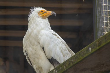 Beyaz tüylü ve sarı yüzlü bir Mısırlı akbaba etrafı sarmış duruyor. Akbabalar keskin gagalar ve anlamlı gözler tüylerine karşı dururlar.