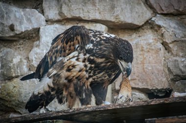 Detaylı kahverengi ve beyaz tüylü güçlü bir kartal kayalık bir muhafaza içinde avıyla besleniyor. Kuşlar keskin pençeleri avını yakalar gagası eti yırtarken