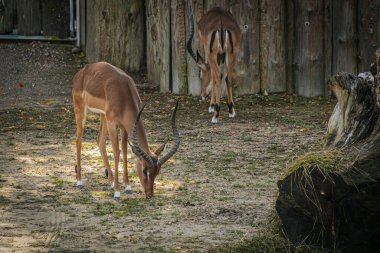 Uzun, kıvrımlı boynuzları olan bronz renkli bir antilop kaplama içinde saman otluyor. Hayvanın kaslı yapısı ve sırtı boyunca uzanan belirgin siyah şerit güneş ışığıyla vurgulanır..
