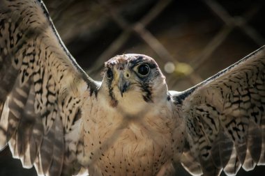 Kanatlarını açarak tüylerindeki karmaşık desenleri ortaya çıkaran bir şahinin yakın çekimi. Kuşun keskin bakışları ve keskin gagası, onun güçlü ve görkemli varlığını yansıtıyor..