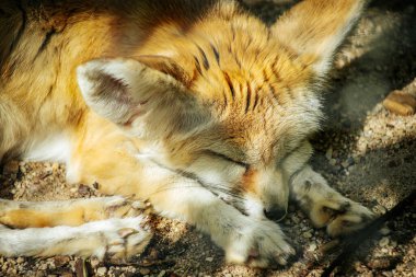 Fennec Fox kumlu zeminde huzur içinde uyuyor, büyük kulakları arkaya kıvrılmış. Tilkiler yumuşak kürk ve rahat duruş sakin ve sakin bir atmosfer yaratır..