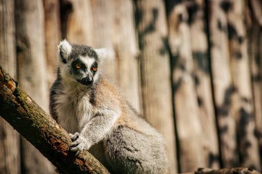 A ring tailed lemur with striking yellow eyes sits on a tree branch, gazing into the distance. The animals fur contrasts with the wooden fence in the background, highlighting its natural beauty. clipart