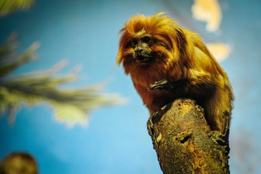 Turuncu yeleli altın bir aslan tamarin, yumuşak mavi arka planlı bir ağaç dalına oturur. Kapalı arkaplan ile primat kontrastının canlı renkleri benzersiz özelliğini vurguluyor