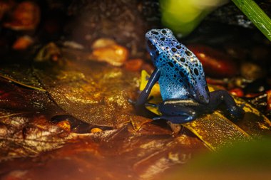 Canlı bir mavi zehirli ok kurbağası, yemyeşil yağmur ormanlarında bir yaprağın üzerinde oturur. Kurbağanın siyah benekli parlak mavi teni orman zemininin toprak tonlarıyla çelişiyor.