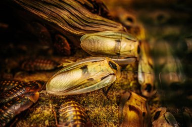 Orman zemininde dinlenen birkaç hamamböceğinin detaylı yakın çekimi. Parlak, segmentli vücutlarını ve karmaşık desenlerini sergiliyorlar. Kabuklarının toprak tonları, etrafındaki yosunlarla harmanlanır.