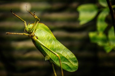 Yaprağa yapışmış yeşil bir çekirgenin detaylı makro görüntüsü. Görüntü çekirgelerin gözlerinin, antenlerinin ve dokulu vücudunun karmaşık detaylarını yakalar.