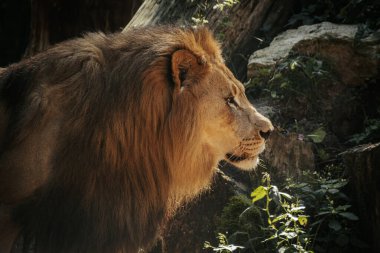 Kalın yeleli görkemli bir aslan kendi bölgesinde güvenle yürüyor, güç ve hakimiyet yayıyor. Aslanın yoğun bakışları ve ileri duruşu güçlü varlığını vurgular.