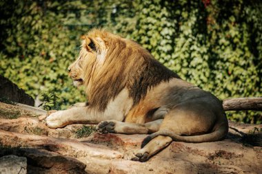 Bir kraliyet aslanı güneşli kayalık bir yüzeyde dinlenir ve etkileyici yelesini ve güçlü yapısını sergiler. Aslanın gevşemiş ama tetikte duruşu, yemyeşil yeşilliklerle gücünü ve egemenliğini vurgular.