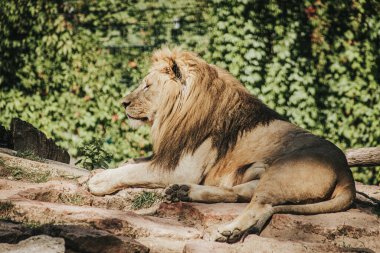Bir kraliyet aslanı güneşli kayalık bir yüzeyde dinlenir ve etkileyici yelesini ve güçlü yapısını sergiler. Aslanın gevşemiş ama tetikte duruşu, yemyeşil yeşilliklerle gücünü ve egemenliğini vurgular.