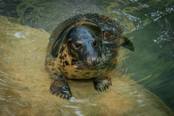 stock image A close up shot of a seal swimming in clear, green tinted water. The seals head breaks the surface as it glides smoothly, with ripples surrounding it, creating a serene and natural scene.