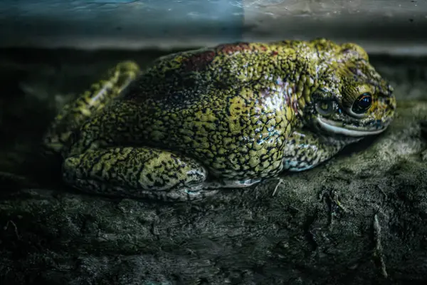 stock image Toads resting on a moss covered surface, blending into their natural environment. Their textured, earthy skin provides excellent camouflage, with one toad slightly in front of the other.