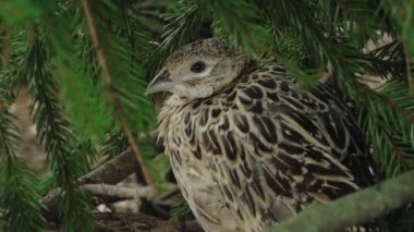 Bitmeyen yeşil dallar arasında dinlenen bir sülünün ayrıntılı bir yakın çekimi, karmaşık tüy desenlerini ve sakin tavırlarını gözler önüne seriyor. Doğal ortam, sahnenin dingin atmosferini artırır..