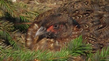 Bitmeyen yeşil dallar arasında dinlenen bir sülünün ayrıntılı bir yakın çekimi, karmaşık tüy desenlerini ve sakin tavırlarını gözler önüne seriyor. Doğal ortam, sahnenin dingin atmosferini artırır..