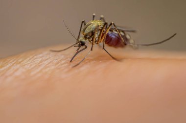 İnsan derisinden beslenen bir sivrisineğin detaylı makro görüntüsü. Vücut yapısını, bacaklarını ve hortumunu vurguluyor. Görüntü, kan alırken böceği yakalar.