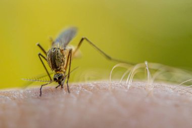 İnsan derisinden beslenen bir sivrisineğin detaylı makro görüntüsü. Vücut yapısını, bacaklarını ve hortumunu vurguluyor. Görüntü, kan alırken böceği yakalar.