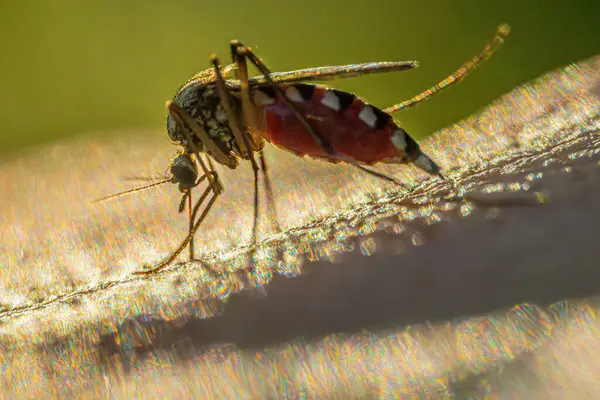 stock image A mosquito that feeds on human skin. The image shows a mosquitos abdomen filled with blood, with intricate details of its body and legs. The sunlight creates a bright background