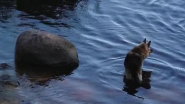 Issız bir köpek büyük bir taşın yanındaki toprak bir arazide duruyor, sahibini beklerken perişan görünüyor. Sahne, köpeklerin yalnızlık ve beklenti hissini yakalar..