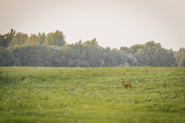 İki geyik, kır çiçekleri ve uzak ağaçlarla çevrili uçsuz bucaksız yeşil bir çayırda duruyor. Huzurlu ortam, sakin ve sakin bir atmosferde doğanın güzelliğini yakalar..