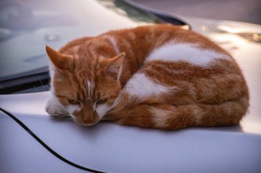 Kızıl ve beyaz bir kedi, gümüş renkli bir arabanın kaputunda huzur içinde uyuyor. Açık hava manzarası sakin, ağaçlar arka planda yavaşça görülebiliyor..