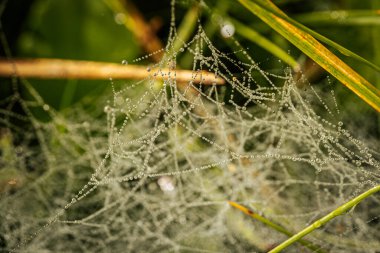 Işıl ışıl çiğ damlalarıyla bezenmiş narin bir örümcek ağı sabah ışığını çok güzel yakalıyor. Karmaşık ağ yapısı doğanın ince ayrıntılarını ve damlacıkların zarafetini vurgular..