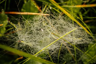 Işıl ışıl çiğ damlalarıyla bezenmiş narin bir örümcek ağı sabah ışığını çok güzel yakalıyor. Karmaşık ağ yapısı doğanın ince ayrıntılarını ve damlacıkların zarafetini vurgular..