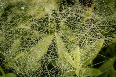 Işıl ışıl çiğ damlalarıyla bezenmiş narin bir örümcek ağı sabah ışığını çok güzel yakalıyor. Karmaşık ağ yapısı doğanın ince ayrıntılarını ve damlacıkların zarafetini vurgular..