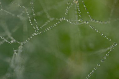 Canlı, yeşil bir yaprak. Yüzeyine saçılmış çiğ damlaları taze ve huzurlu bir doğa sahnesi yaratıyor. Damlacıklar ışığı yansıtıyor, yaprakların dokusunu ve doğal güzelliğini vurguluyor..