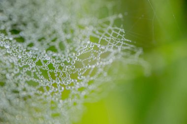 Çiy damlalarıyla kaplı bir örümcek ağının makro görüntüsü çarpıcı bir doğal şablon yaratıyor. Çiy ışığı yansıtır, yumuşak yeşil arkaplan organik güzelliğe eklenir..