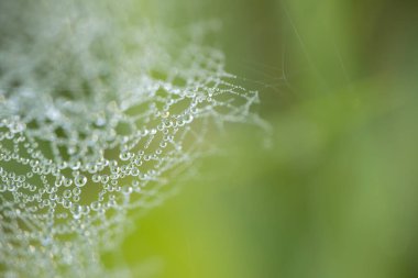 Çiy damlalarıyla kaplı bir örümcek ağının makro görüntüsü çarpıcı bir doğal şablon yaratıyor. Çiy ışığı yansıtır, yumuşak yeşil arkaplan organik güzelliğe eklenir..