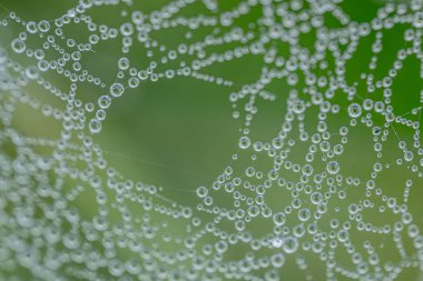 Çiy damlalarıyla kaplı bir örümcek ağının makro görüntüsü çarpıcı bir doğal şablon yaratıyor. Çiy ışığı yansıtır, yumuşak yeşil arkaplan organik güzelliğe eklenir..