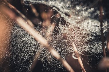 Çiy damlalarıyla kaplı bir örümcek ağının makro görüntüsü çarpıcı bir doğal şablon yaratıyor. Çiy ışığı yansıtır, yumuşak yeşil arkaplan organik güzelliğe eklenir..