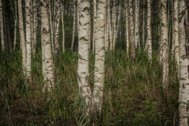 Uzun huş ağaçlarıyla dolu sakin bir orman belirgin beyaz kabuklarını karanlık desenlerle sergiliyor. Toprak çimen ve yapraklarla kaplı. Doğal ve huzurlu bir ortam yaratıyor..