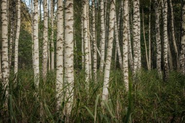 Uzun huş ağaçlarıyla dolu sakin bir orman belirgin beyaz kabuklarını karanlık desenlerle sergiliyor. Toprak çimen ve yapraklarla kaplı. Doğal ve huzurlu bir ortam yaratıyor..