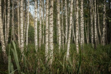 Uzun huş ağaçlarıyla dolu sakin bir orman belirgin beyaz kabuklarını karanlık desenlerle sergiliyor. Toprak çimen ve yapraklarla kaplı. Doğal ve huzurlu bir ortam yaratıyor..
