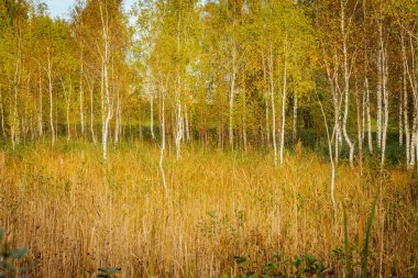 A vibrant autumn scene featuring a grove of tall birch trees with golden and green leaves. The trees are illuminated by soft sunlight, with a partly cloudy blue sky overhead. clipart