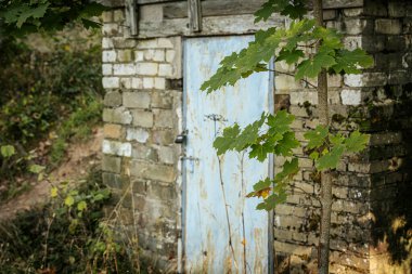 Pas lekeli, asma kilitle kilitlenmiş, yıpranmış tuğla duvara dayanmış kırsal mavi bir kapı. Önünde yabani bitkiler büyür, yeşillik sahneyi kısmen çerçeveler..