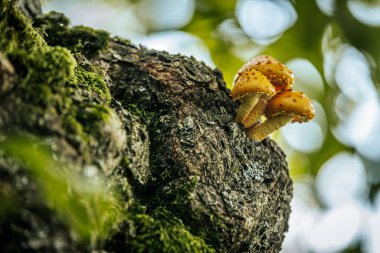 Ormandaki yosun kaplı bir ağaç gövdesinden filizlenen küçük, turuncu mantarların detaylı görüntüsü. Canlı mantarlar kabuk ve yeşilliğe karşı koyuyor, bulanık doğal bir arka planı var..