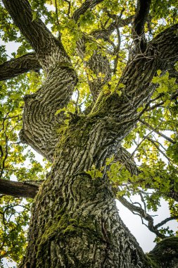 Tepeden görünen görkemli bir meşe ağacı, kalın gövdesi yosunla kaplı ve canlı yeşil yapraklardan oluşan bir gölgeye uzanıyor. Dallar parlak bir gökyüzüne doğru yayıldı..
