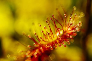 Etçil bir güneş çiğ bitkisinin makro görüntüsü canlı kırmızı dokunaçlarını, parlak çiğ benzeri damlacıklarla kaplı yumuşak yeşil arka planda sergiliyor..