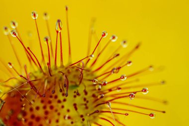 Etçil bir güneş çiğ bitkisinin makro görüntüsü canlı kırmızı dokunaçlarını, parlak çiğ benzeri damlacıklarla kaplı yumuşak yeşil arka planda sergiliyor..