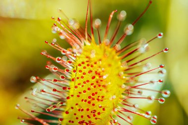 Etçil bir güneş çiğ bitkisinin makro görüntüsü canlı kırmızı dokunaçlarını, parlak çiğ benzeri damlacıklarla kaplı yumuşak yeşil arka planda sergiliyor..