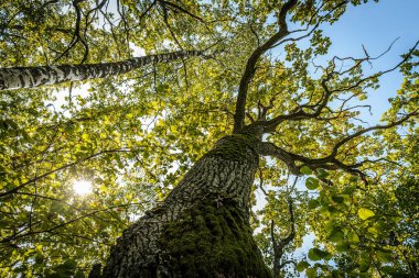 Kocaman bir meşe ağacının yakın plan görüntüsü kalın, geniş dalları, canlı yeşil yapraklarla kaplı. Ağaç kabuğunun dokusu dayanıklıdır. Ağaçların yaşını ve dayanıklılığını vurgular.