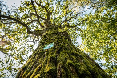 Gövdesinde meşe yaprağı sembolü olan yeşil bir tabelayı içeren bir meşe ağacının yakın çekim görüntüsü. Güneş ışığı yaprakların arasından süzülür ve ağacın etrafında doğal bir parıltı yaratır..