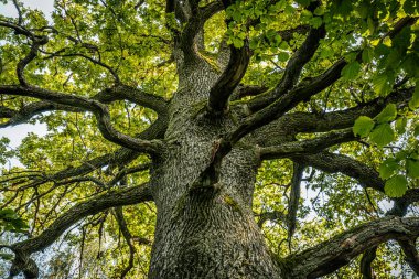 Kocaman bir meşe ağacının yakın plan görüntüsü kalın, geniş dalları, canlı yeşil yapraklarla kaplı. Ağaç kabuğunun dokusu dayanıklıdır. Ağaçların yaşını ve dayanıklılığını vurgular.